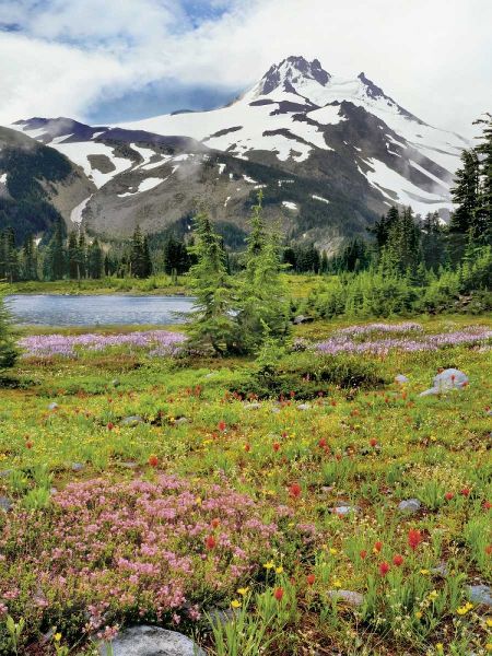 OR Mount Jefferson and field of flowers